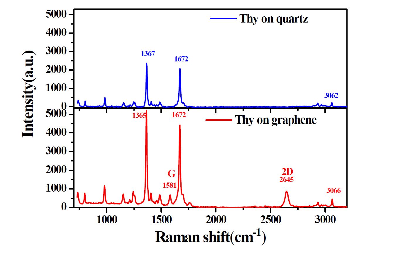 quartz 위에 흡착된 Thy의 Raman 분광 신호(위). 단일층 그래핀 위에 흡착된 Thy(Thymine)의 Raman 분광 신호 (아래).