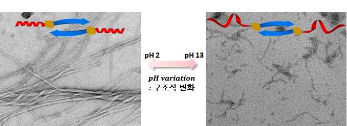 pH에 따른 생체 고분자의 형태학적인 변화.