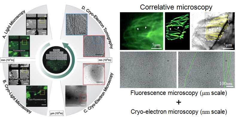 형광현미경과 초저온 투과전자현미경을 접목시킨 연계형 현미경기법