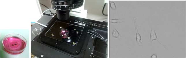 한국기초과학지원연구원내 구축된 3D live-cell fluorescence microscopy