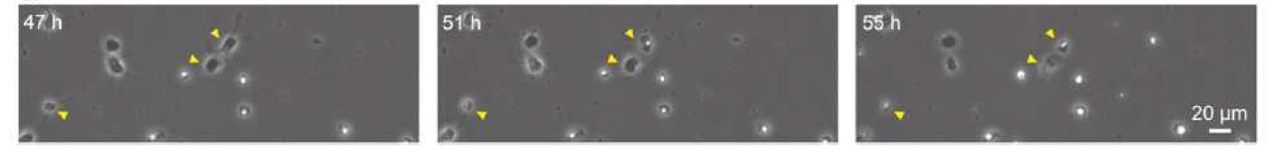 위상차 현미경으로 관찰한 AC4ManNAz-먹인 신경세포의 24, 51, 55시간이 경과한 in vivo 이미징
