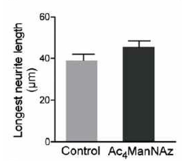 1 DIV에서 가장 길이가 진 neurite의 평균 길이. 대조군은 2일간 정상 배양한 조직으로부터 해리된 신경세포를 나타내며 AC4MAnNAz는 50μM AC4ManNAz를 배양한 조직으로부터 해리시킨 신경세포를 의미함