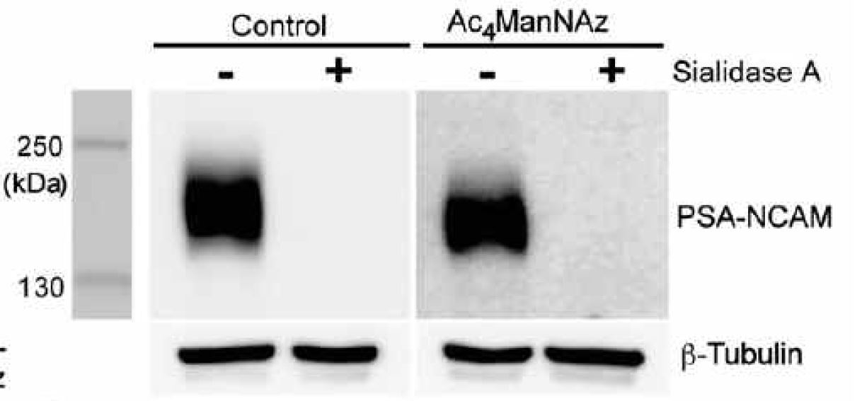 조직 파쇄액의 Western blot 결과