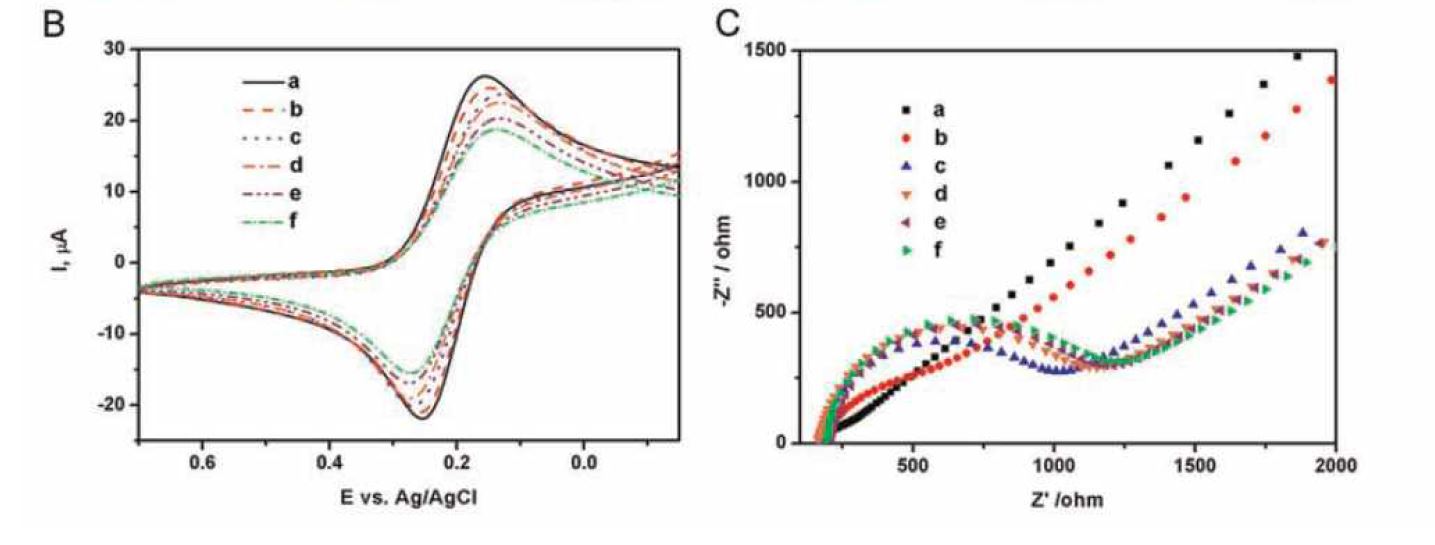 2.5mM Fe(CN)64-/3- +0.1 M KCl, pH=7.4 (scan rate, 50mv/sec)에서 나노구조 금전극의 조립이후의 CV와 Nyquist plot