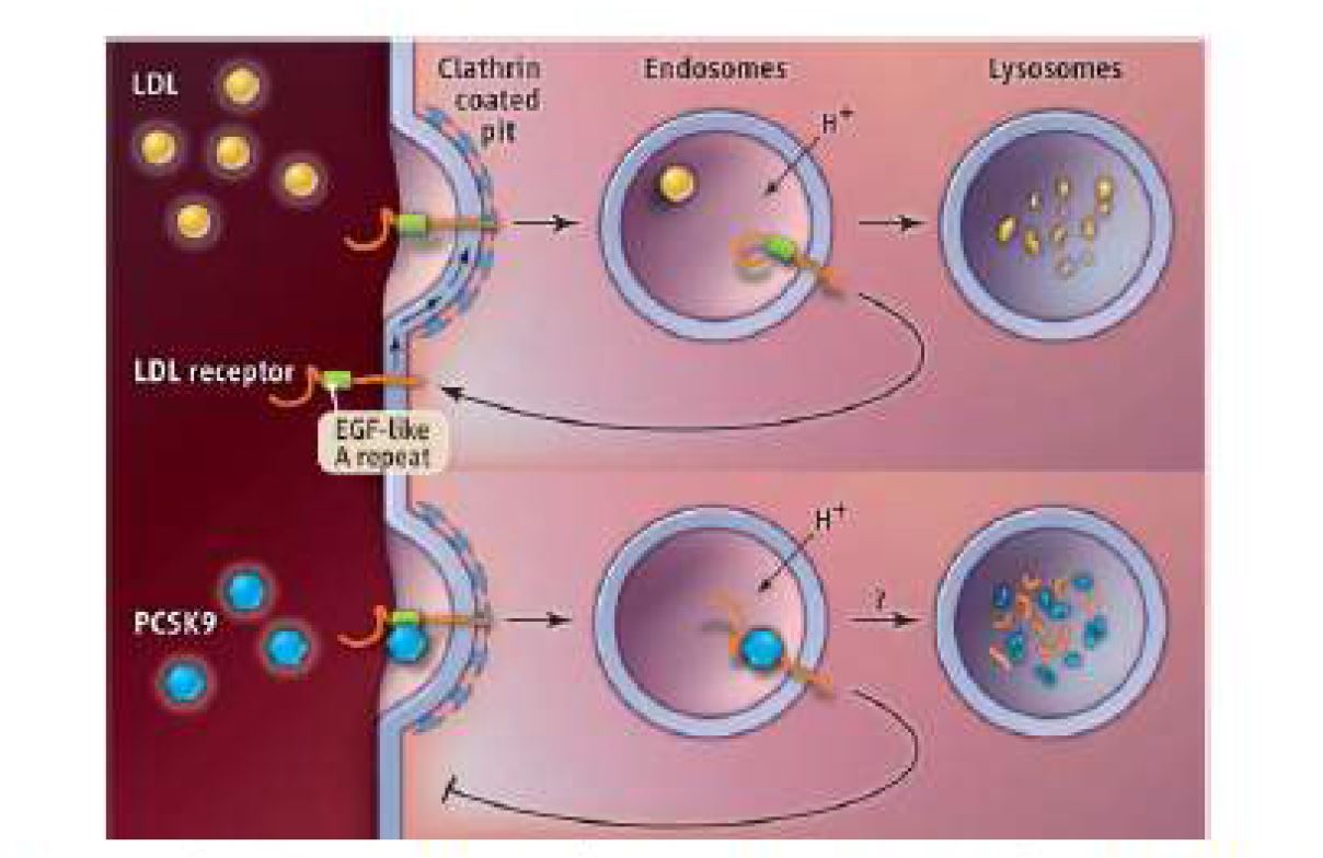 LDL 또는 PCSK9에 결합 후에 LDL 수용체의 세포내 경로