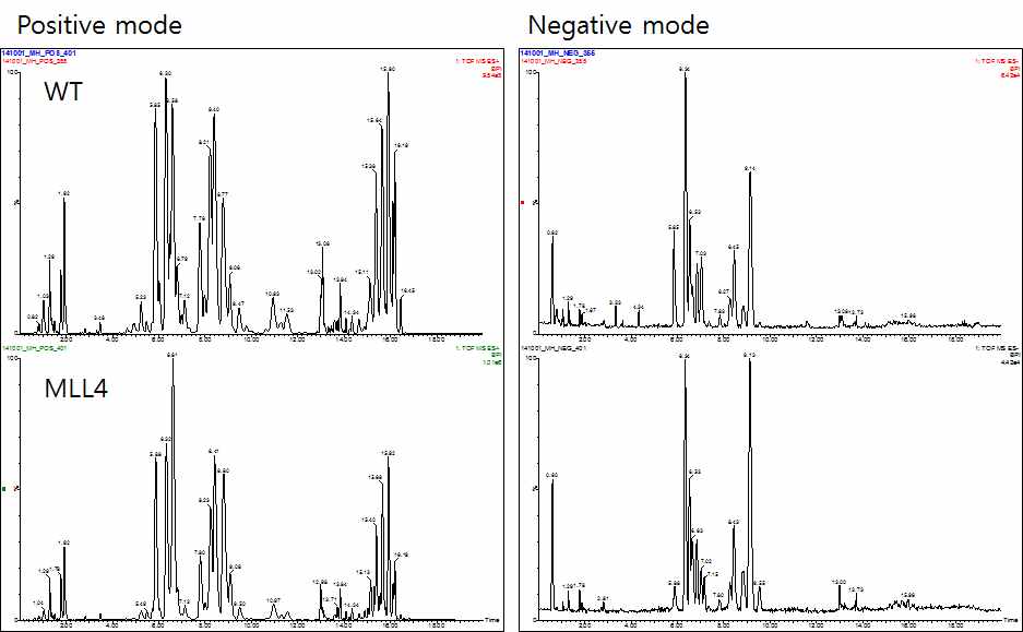 WT 및 MLL4를 억제한 형질전환 마우스의 간조직에서 UPLC-Q/TOF MS를 이용하여 분석한 BPI Chromatogram의 대표 예. 각 분석은 positive와 Negative mode로 각각 분석함