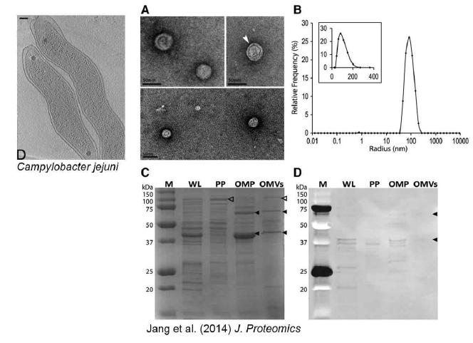 Campylobacter jejuni 유래 외막소포체 단백체 분리 및 분석