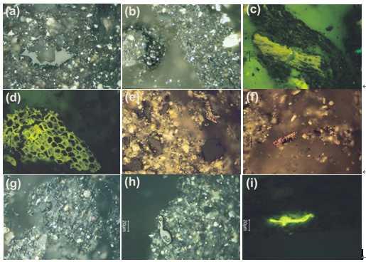 토양 지하수 환경을 구성하는 퇴적물에 함유된 다양한 유기물들의 현미경 관찰사진.