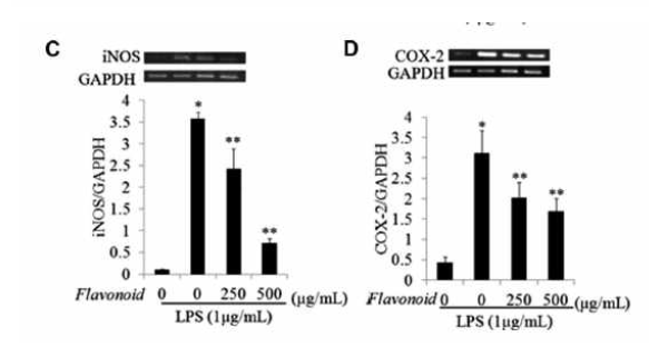 The effect of flavonoid extracts on lκB phosphorylation and mRNA expressions of IL-1β, iNOS, and COX-2