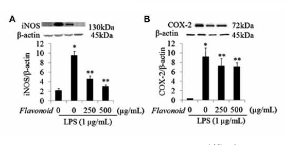 The effect of flavonoid extracts o iNOS and COX-2 protein expressions.