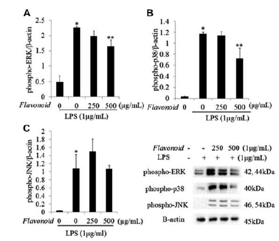 The effect of flavonoid extracts on LPS-induced MAPKs activation in RAW 264.7 cells