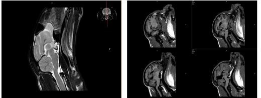 개 뇌의 T2WI MR 영상 (좌) 및 고양이 뇌의 IR MR 영상 (우)
