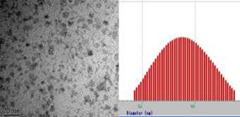 합성한 SPION의 core diameter는 20 nm이고 (좌측, TEM 영상) hydrodynamic radius는 29 nm 였음 (우측, DLS)