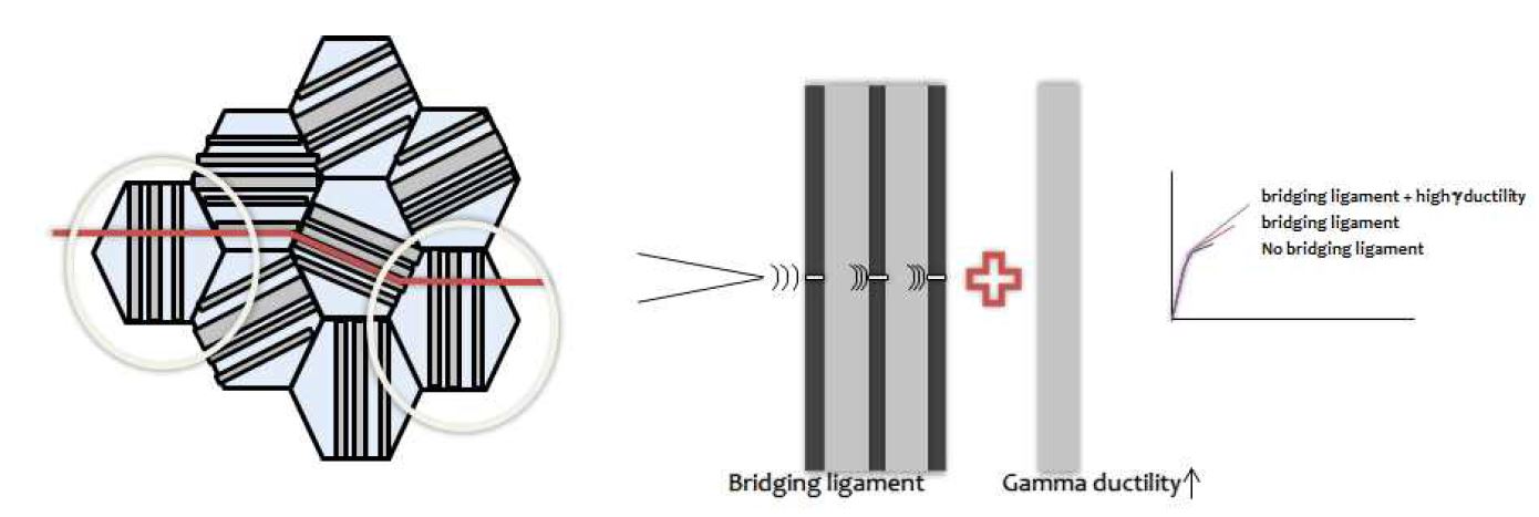 그림 2. hard orientation을 갖는 결정립계와 크랙의 상호작용시 발생하는 bridging ligament와 γ상의 연성에 따른 합금의 연신율