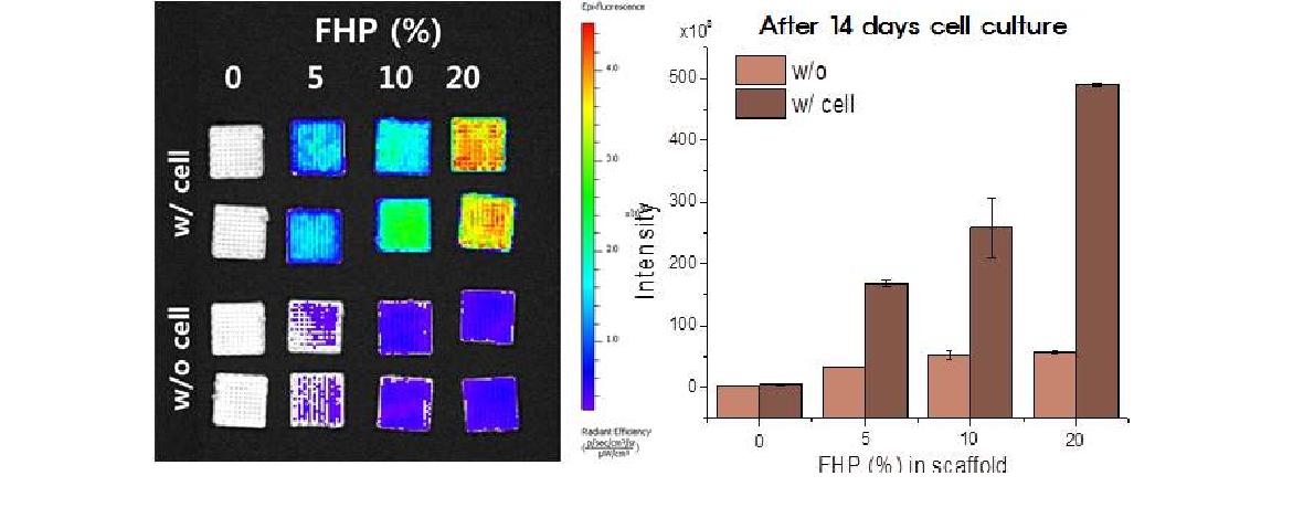 그림 24. 형광-나노HA복합체를 담지한 지지체의 세포파종 후 시간경과 별 형광발현강도 비교
