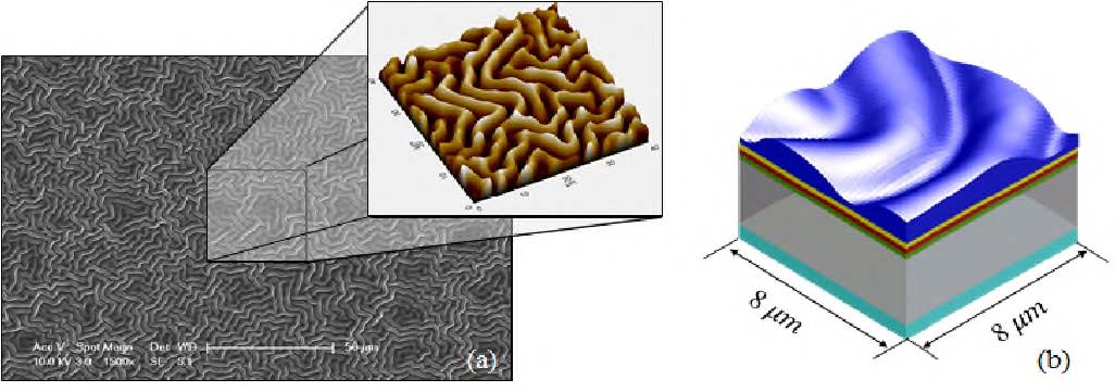 제작된 주름층의 (a) SEM 사진과 AFM 사진, (b) 시뮬레이션에 삽입된 모습