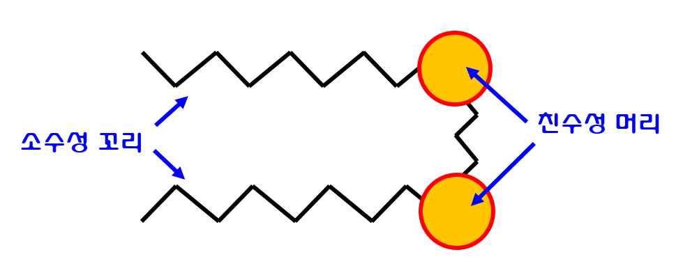 계면활성제 분자 형태