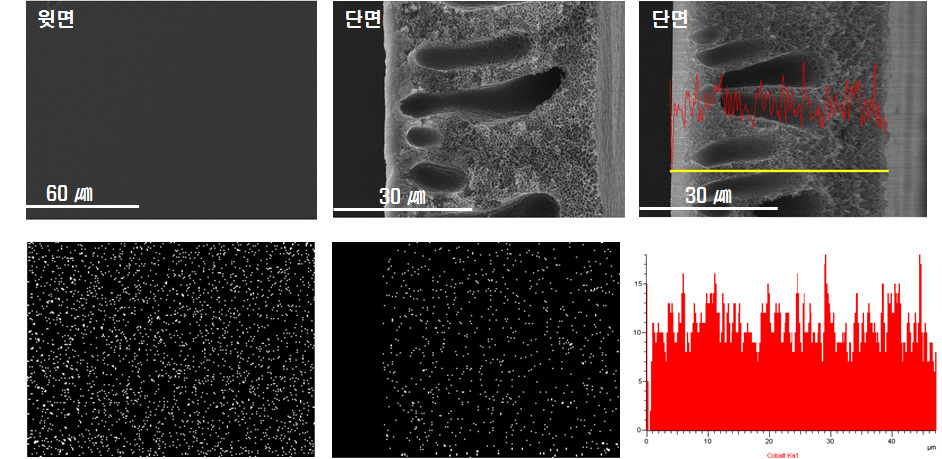 분리막의 Elemental mapping 및 Line scan 결과