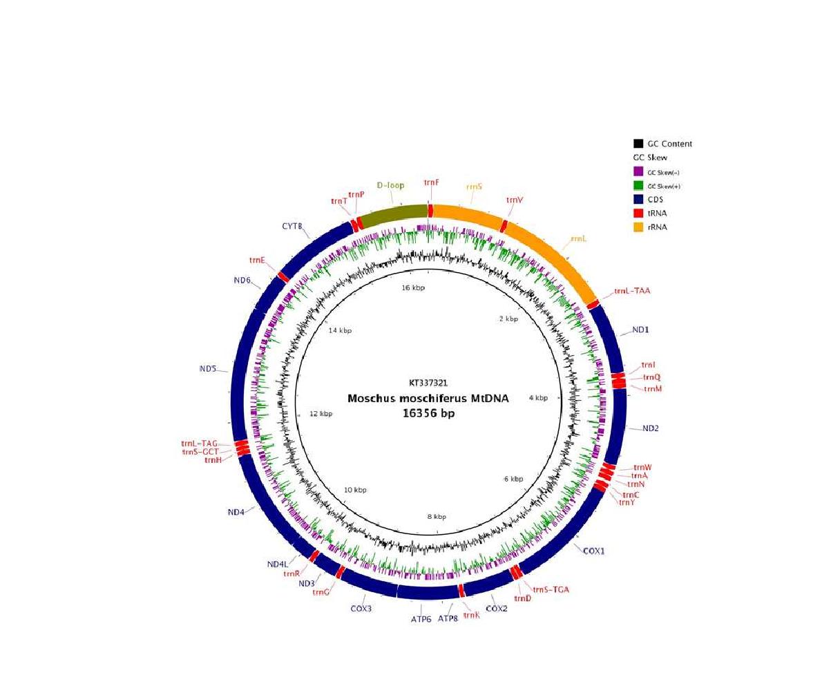 사향노루 미토콘드리아 유전자 지도