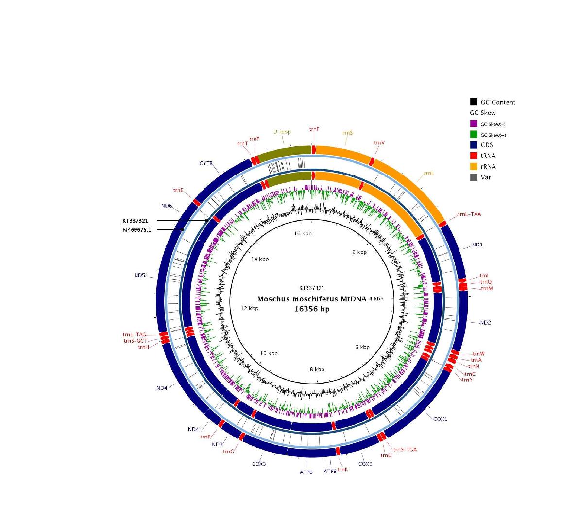 국내 사향노루 미토콘드리아와 GenBank 사향노루 미토콘드리아 서열 비교 * inner 환형 게놈은 KT337321로써 국내 사향노루 Mito-genome이고 outer 환형 게놈은 FJ469675로써 GenBank에서 확보한 Mito-genome(황 등 2010)