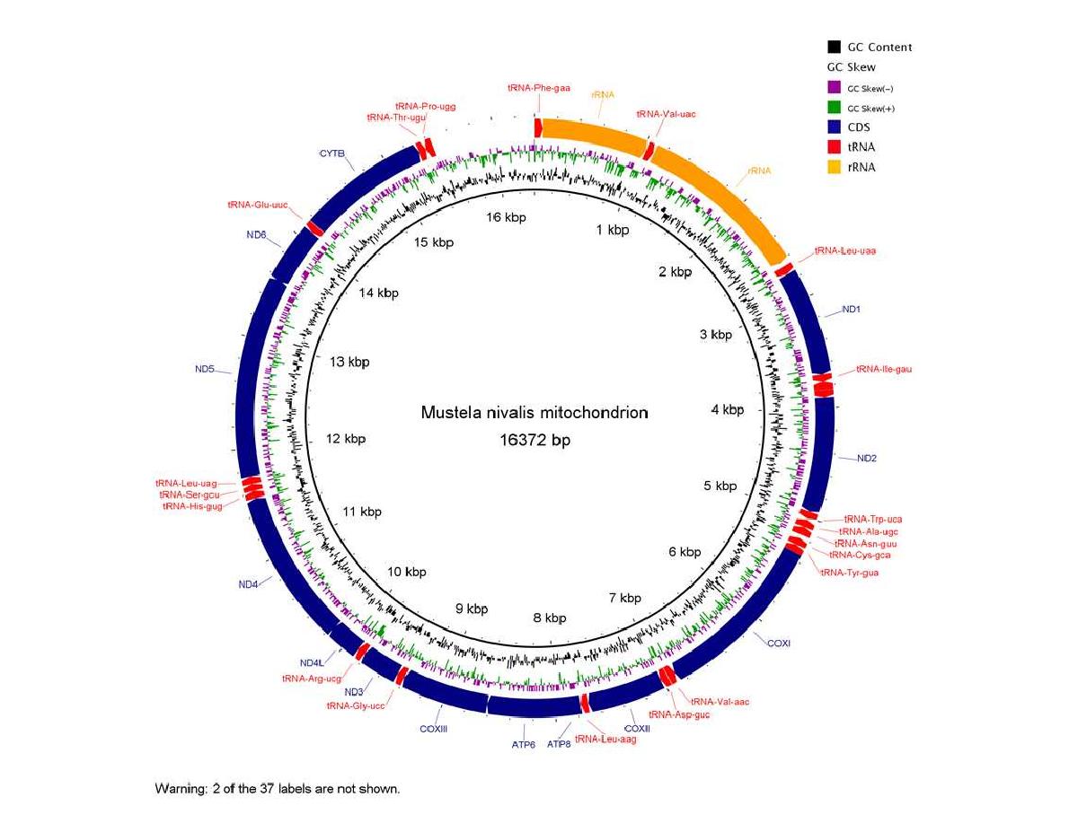 무산쇠족제비 미토콘드리아 유전자 지도