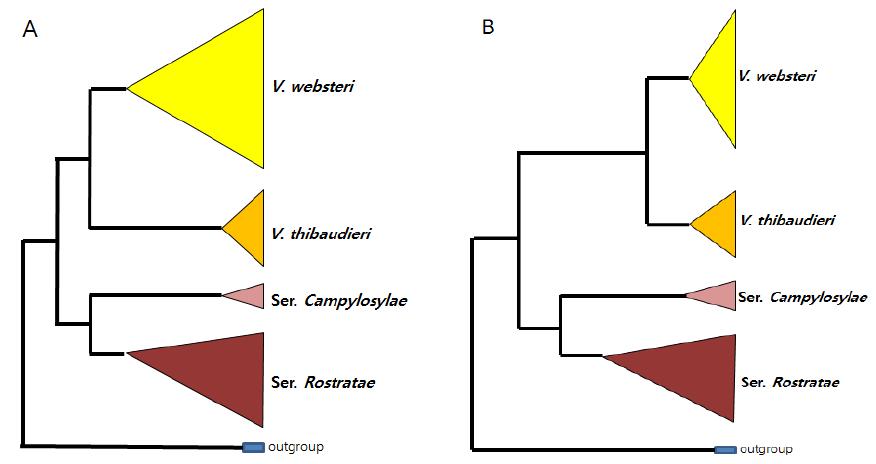 nrITS 지역(A)과 cpDNA 3지역(B)의 MP 계통분석을 바탕으로한 왕제비꽃과 여뀌잎제비꽃의 계통학적 위치 비교