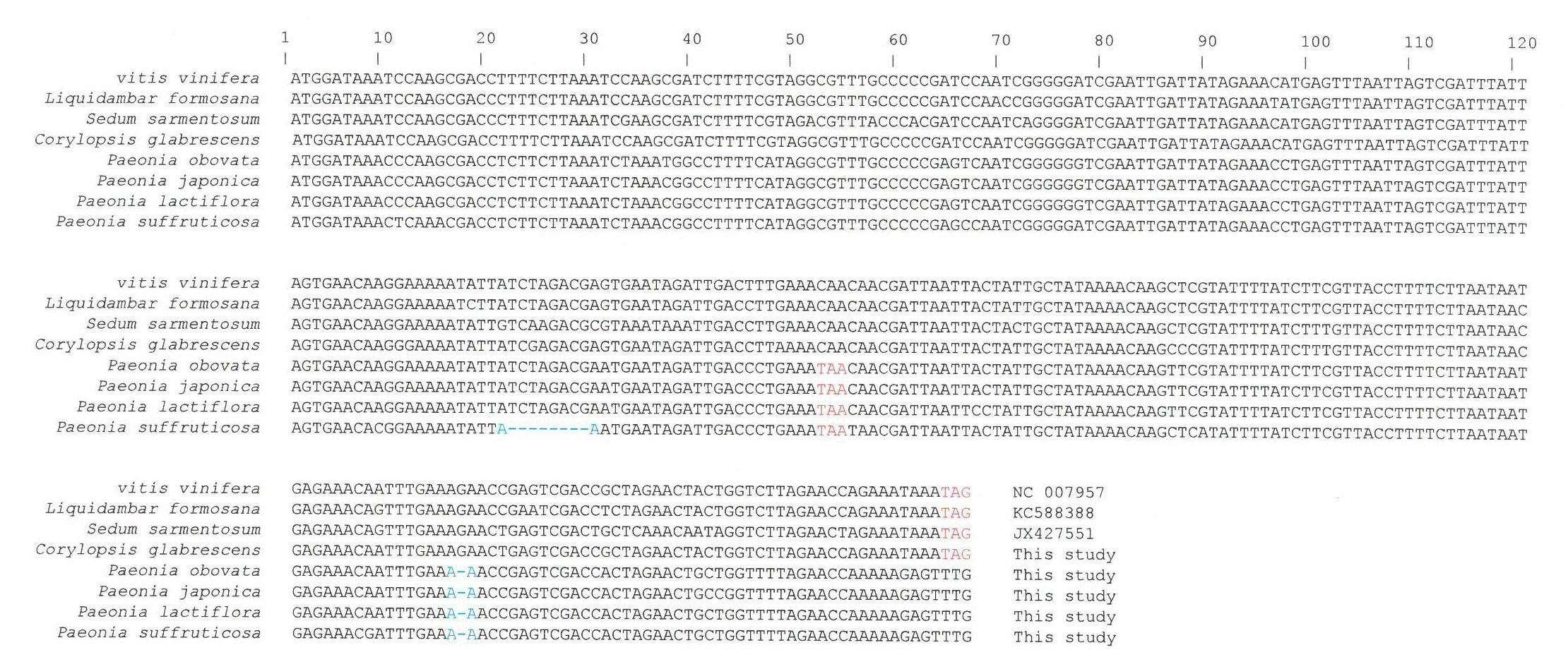 작약속 4종을 포함한 범의귀목 식물과 군외군(outgroup) 포도의 rps18 유전자 염기서열 변이