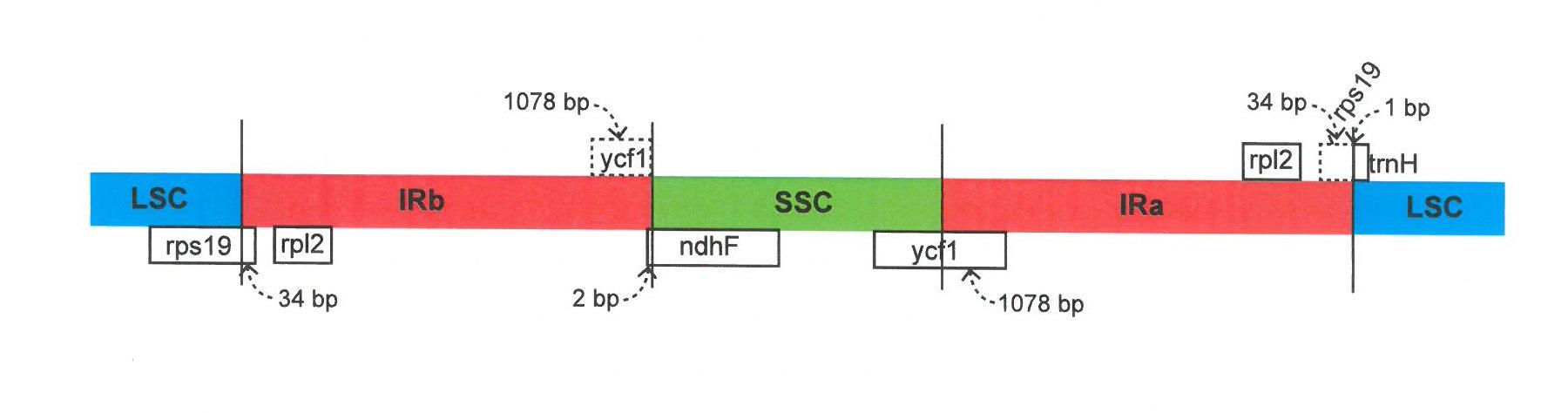 산작약의 LSC, SSC, IR 지역 연결구간 모식도