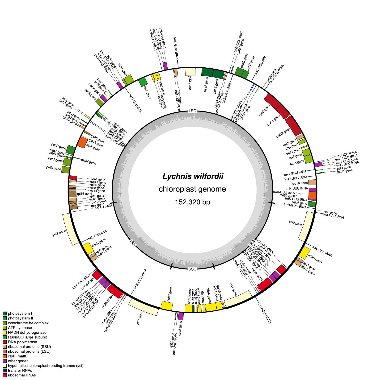 제비동자꽃의 엽록체 유전체 지도