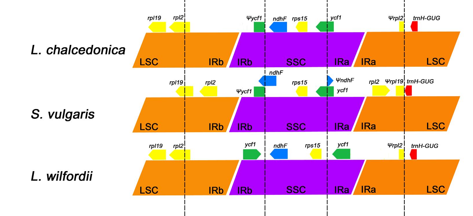 제비동자꽃과 근연종간 LSC, SSC, IR 지역 연결구간 비교