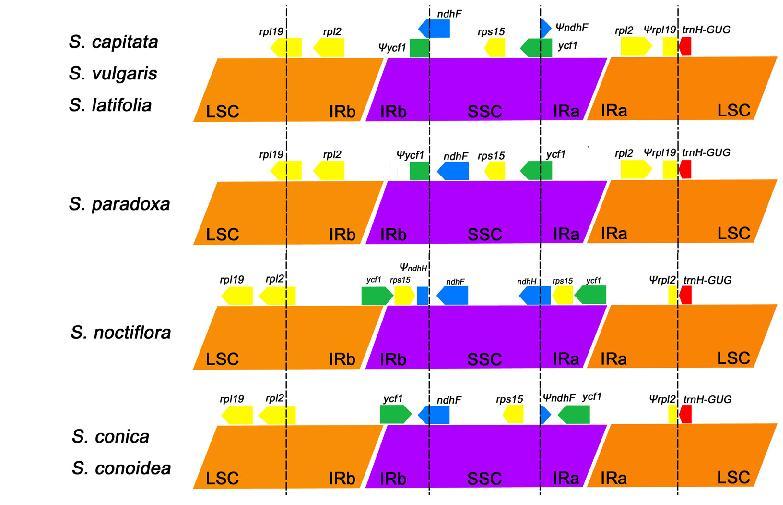 분홍장구채와 끈끈이장구채속 식물의 LSC, SSC, IR 지역 연결구간 비교