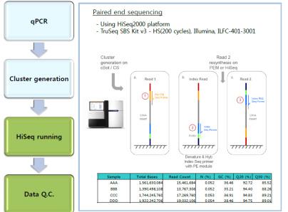 Hiseq 2500 염기서열 분석 모식도