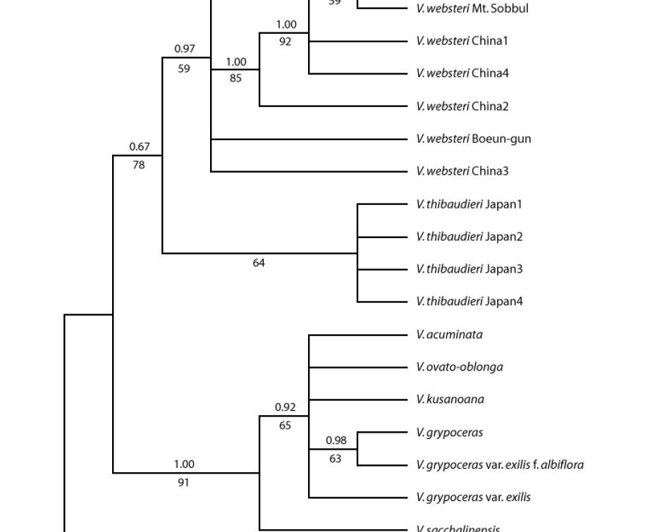 핵 DNA의 ITS 지역을 이용한 국내외 왕제비꽃, 여뀌잎제비꽃 및 근연분류군의 Maximum parsimony (MP) 계통분석
