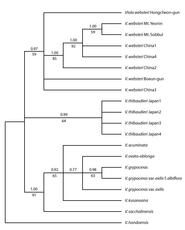 핵 DNA의 ITS 지역을 이용한 국내외 왕제비꽃, 여뀌잎제비꽃 및 근연분류군의 Maximum likelihood (ML) 계통분석