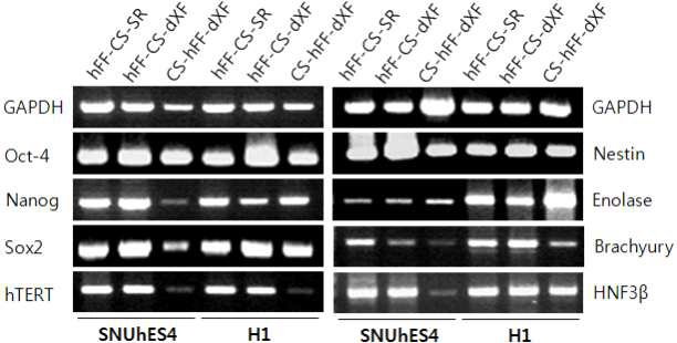 그림 4. 새로 개발된 배양 환경에서 배양된 인간 배아줄기세포의 RT-PCR 분석 결과