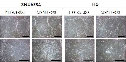 그림 6. 기 수립 인간배아줄기세포주 SNUhES4와 H1를 동물유래물질을 최소화한 배양 환경인 humanized culture condition에서 배양했을 때의 세포 모양