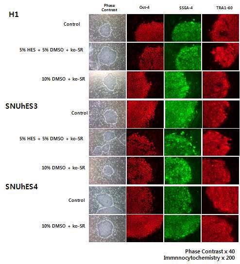 그림 11-1. 5% HES와 10% DMSO를 동결액으로 이용한 동결 및 해동 실험 후 부착된 H1, SNUhES3, SNUhES4 세포주의 특성분석-미분화 마커 확인 (면역형광염색)