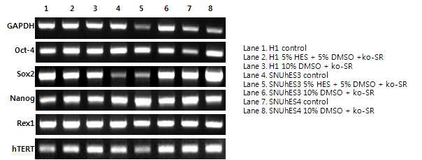 그림 11-2. 5% HES와 10% DMSO를 동결액으로 이용한 동결 및 해동 실험 후 부착된 H1,그림 11-2. 5% HES와 10% DMSO를 동결액으로 이용한 동결 및 해동 실험 후 부착된 H1, SNUhES3, SNUhES4 세포주의 특성분석-미분화 마커 확인 (RT-PCR)