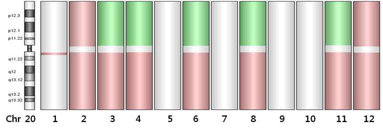 그림 18. Schematic aberration summary for chromosome 20 using aCGH.