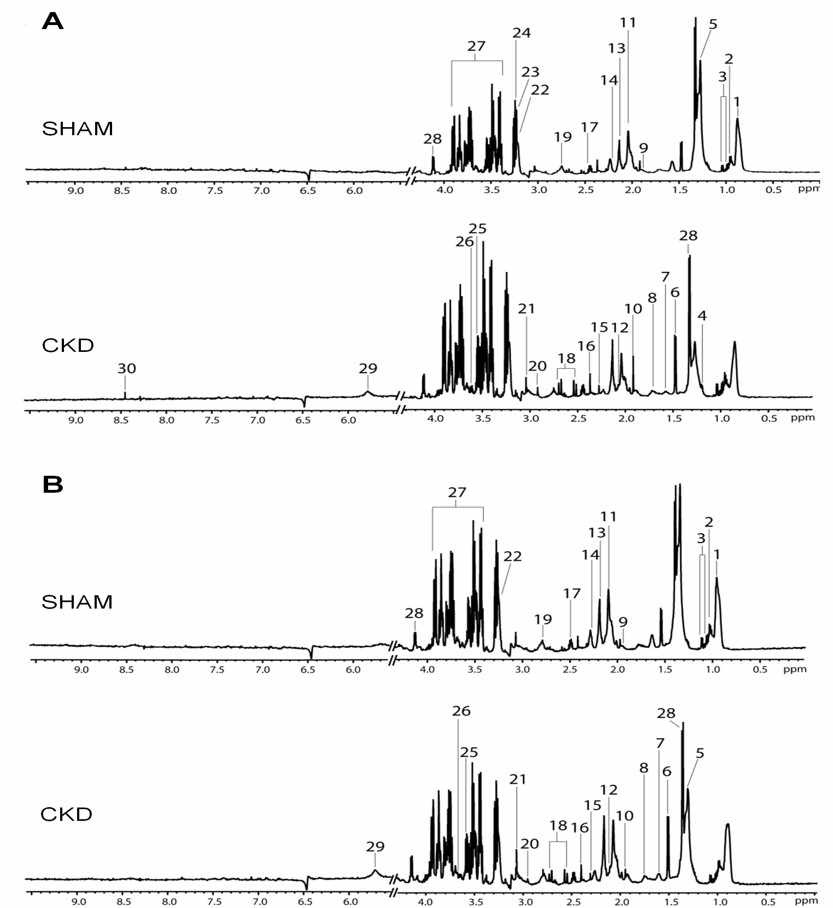 그림 1. 각 그룹의 대표적인 NMR spectrum. A: 4주, B, 8주