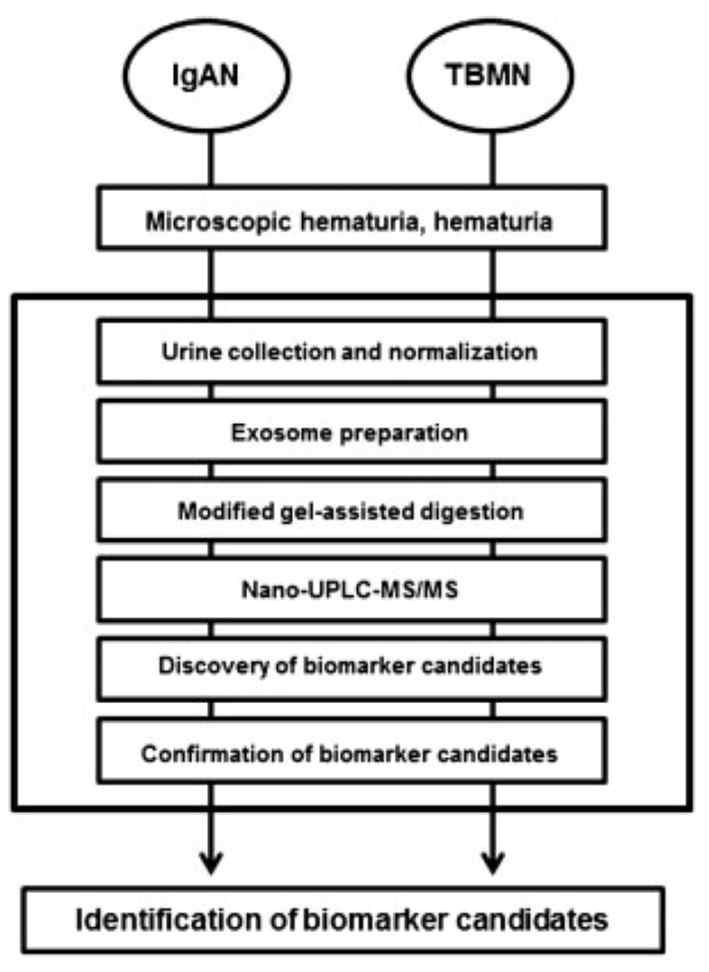 그림. An overview: the analysis of the urinary exosomes and the discovery of biomarker candidates