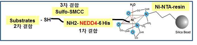 그림. 6-His tag 이용한 NEDD4 기질 단백질 발굴 모식도