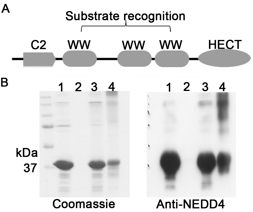 그림. 신장 속수질에서 NEDD4에 가교 결합된 NEDD4 기질 후보 단백질을 발굴함.