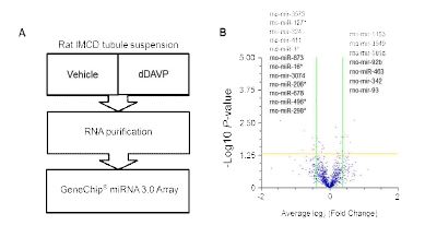 그림. 항이뇨호르몬에 반응하는 miRNA