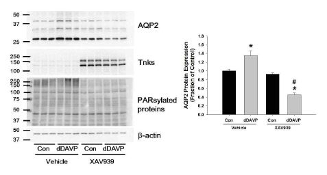 그림. 항이뇨호르몬에 의한 AQP2 발현의 증가 및 Tankyrase 저해 후 항이뇨호르몬의 효과의 상실. 이는 tankyrase가 항이뇨호르몬 신호전달에서 중요함을 시사함.