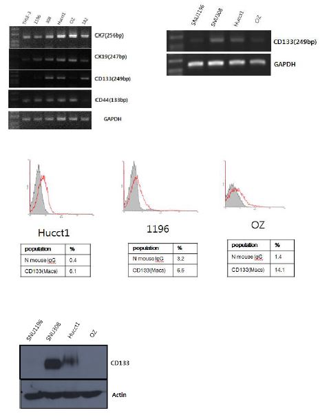 그림2 CD 133 expression was identified in cholangiocarcinoma cell line via PCR, FACS and western blot.