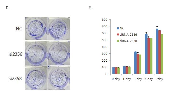 그림3 CD 133 related functional Study with HuCCT1 cell. A. CD133 mRNA and Protein level in siRNA treated HuCCT-1 cell lines B. wound healing and transwell migration assay C. Invasion assay D. Colony forming assay D. proliferation assay