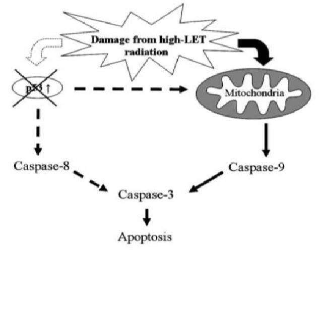 Fig. 2. A model for high LET radiation-induced p53-independent apoptosis