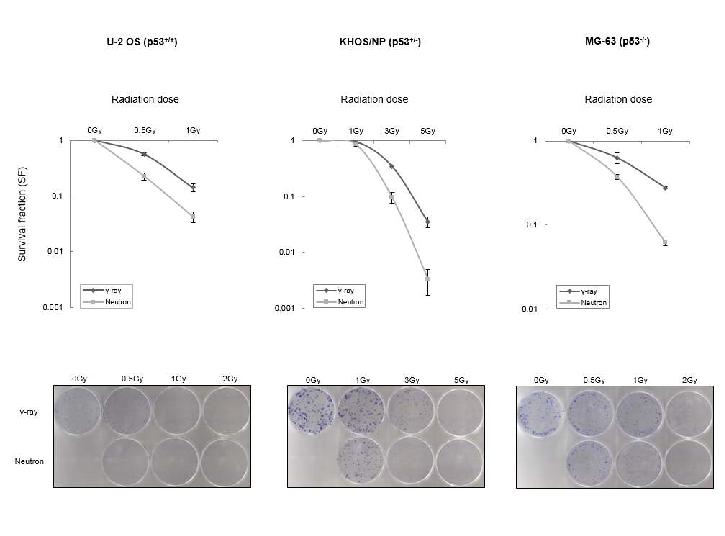 Fig. 4. Colony forming assay: 세포주에 따른 저전리 방사선과 고전리 방사선 조사