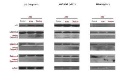 Fig. 8. Western blots: 세포주에 따른 저전리 방사선과 고전리 방사선 조사